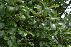 Ziziphus glaberrima